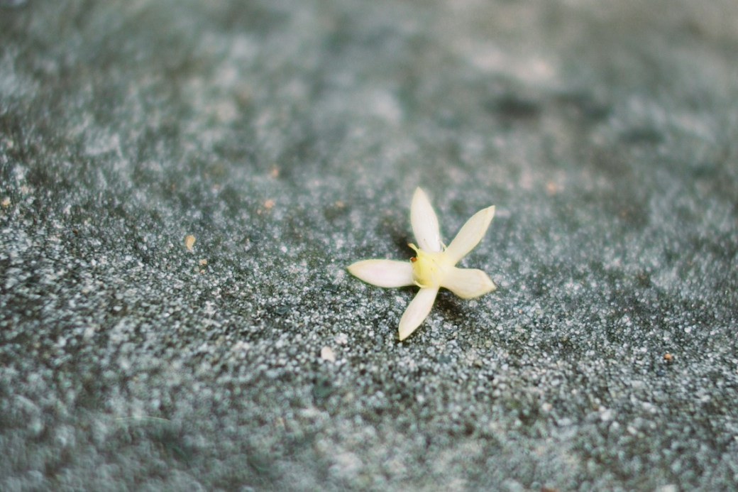 Beneath the canopy 4