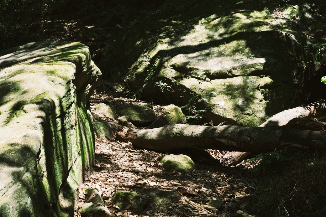 Beneath the canopy 5
