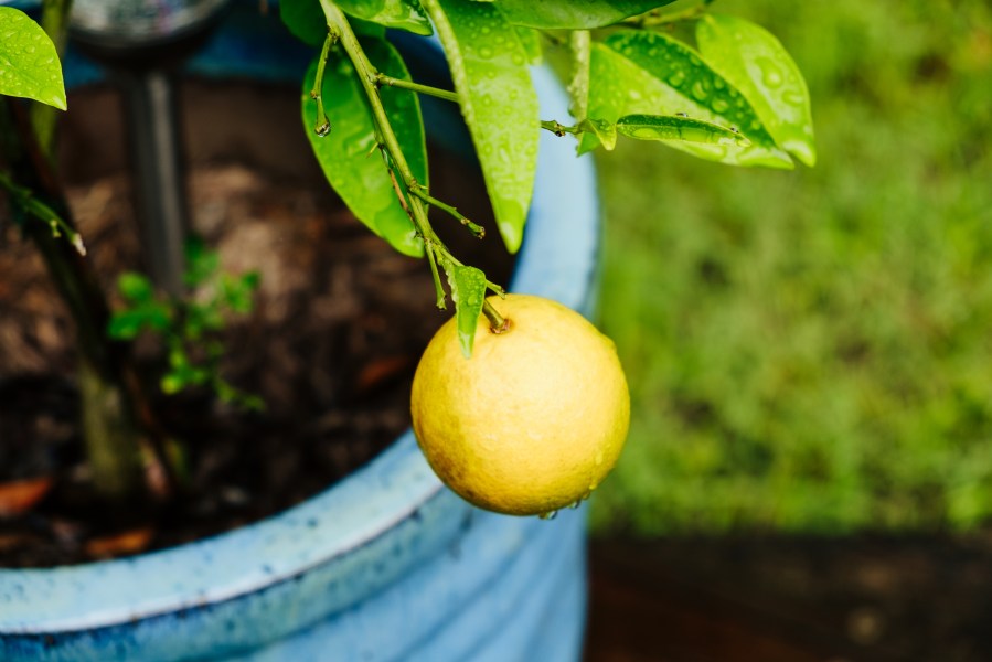 After the rain - lemon