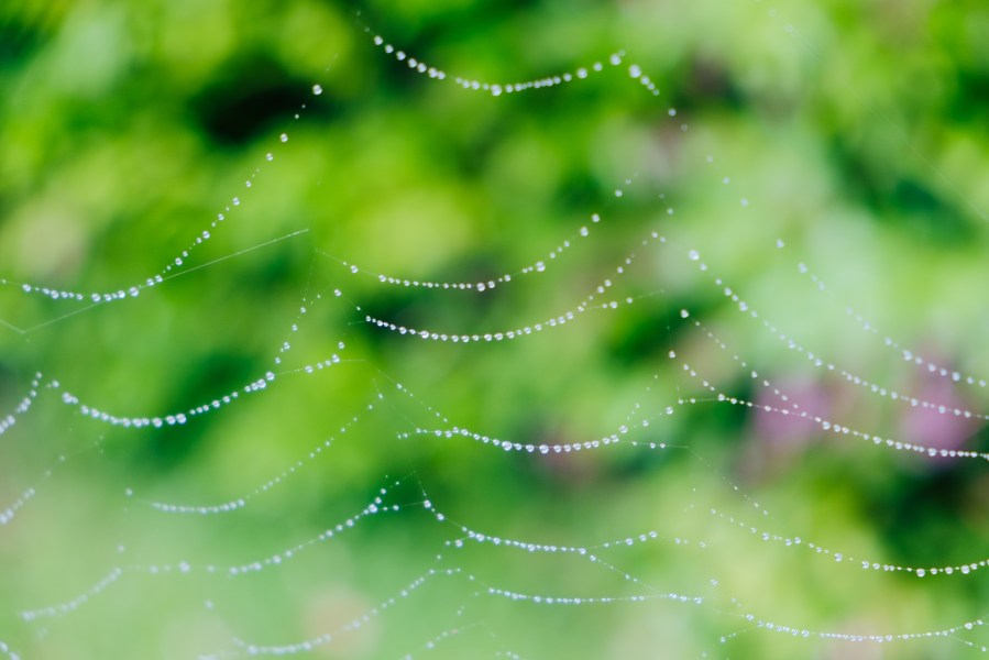 After the rain - spider's web